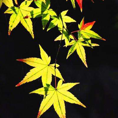 一起来飞车渠道版本下载